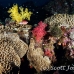 coral_soft_pc_h_0705_png1975.jpg